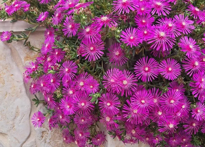 Vukadin Appartamento *